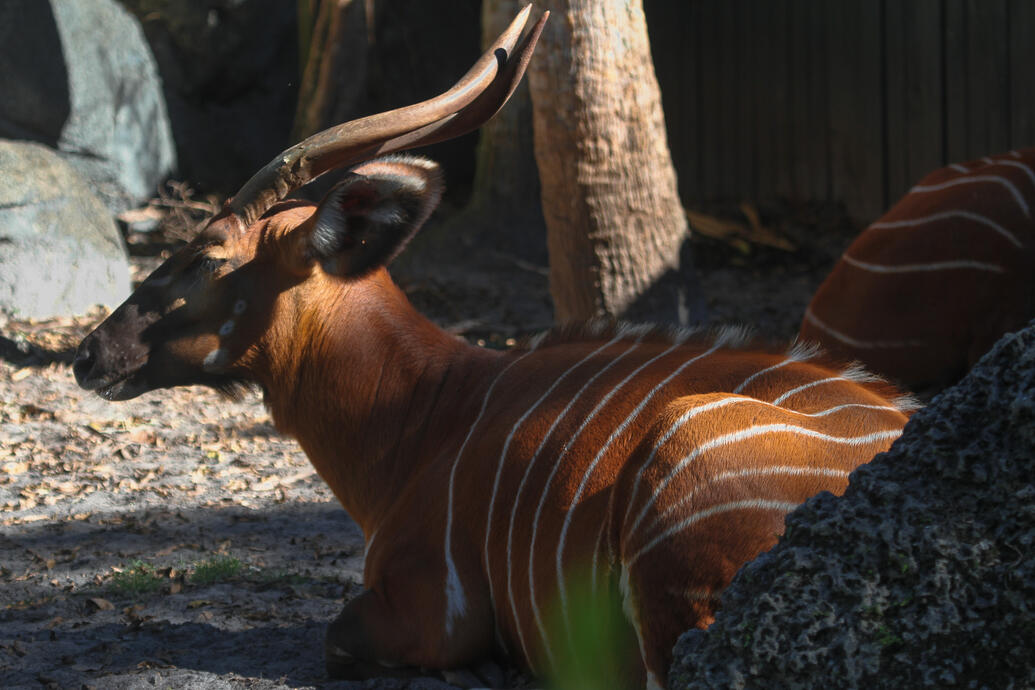 Zoo Miami