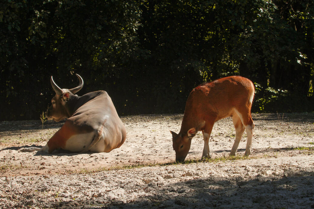 Zoo Miami