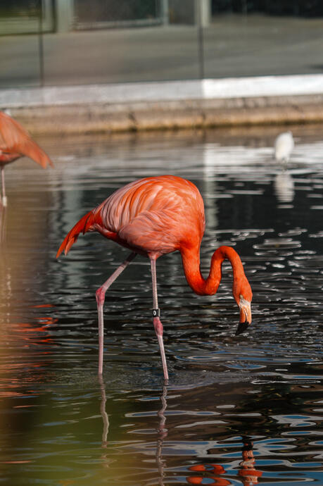 Zoo Miami