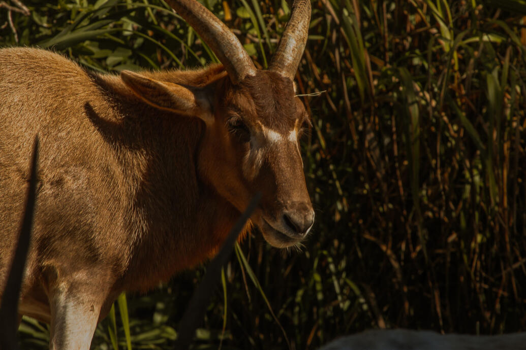 Zoo Miami