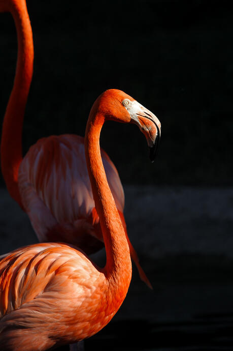 Zoo Miami