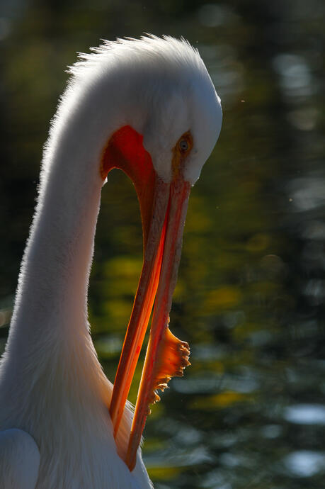 Zoo Miami