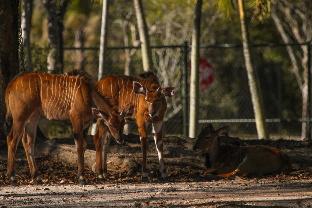 Zoo Miami