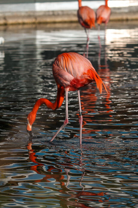 Zoo Miami